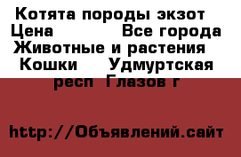 Котята породы экзот › Цена ­ 7 000 - Все города Животные и растения » Кошки   . Удмуртская респ.,Глазов г.